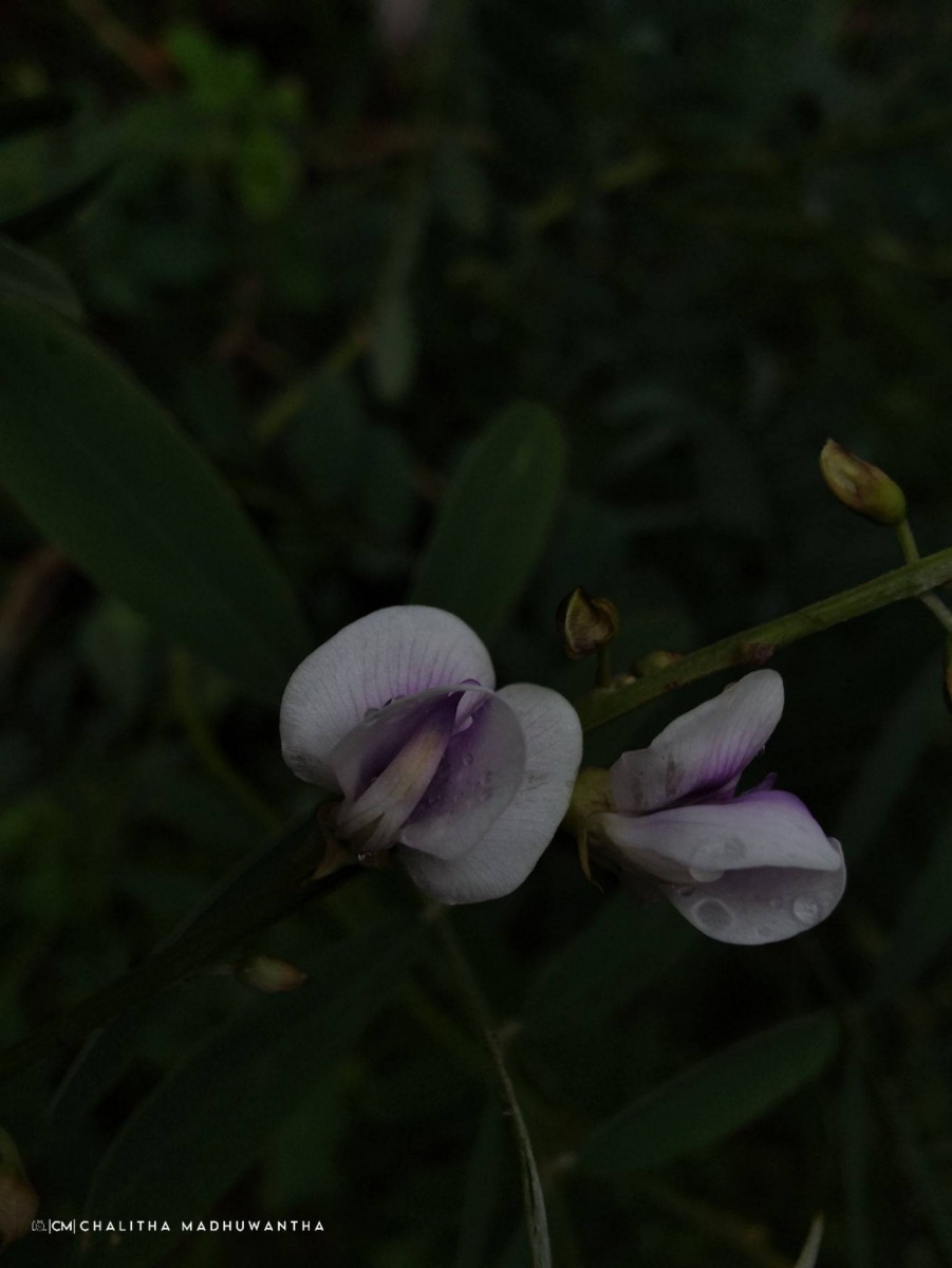 Tephrosia noctiflora Bojer ex Baker